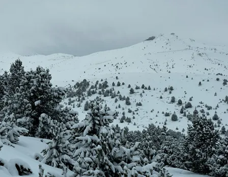 ndp ski