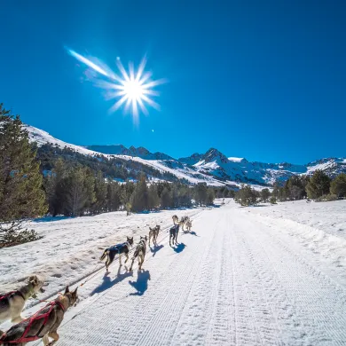 race de chien de montagne